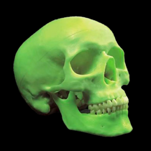 Crânio Articulável Neon
